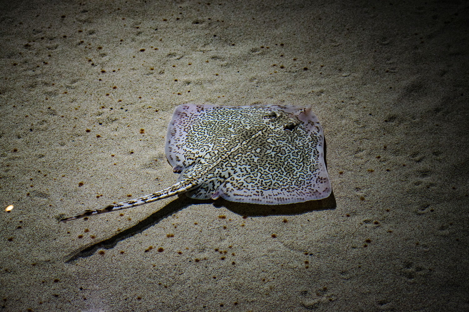 First Thornback Ray hatches in Greece 